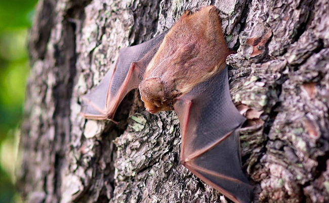 GÎTES A CHAUVES-SOURIS