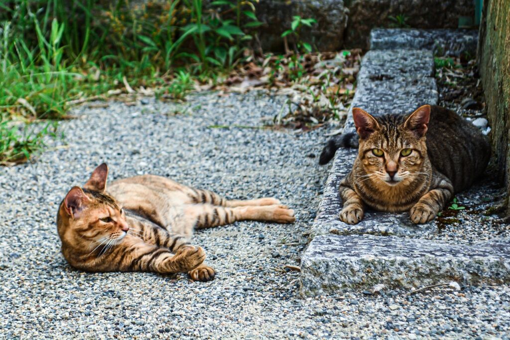 TRAPPAGE DE CHATS ERRANTS